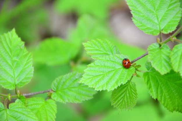 ladybug jest na gałęzi z zielonymi liśćmi kopiować przestrzeń