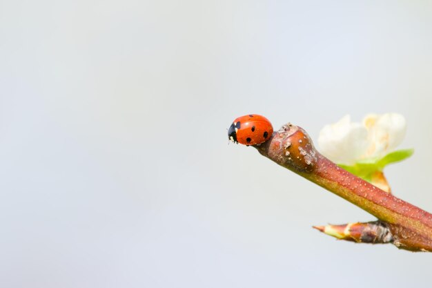 ladybug na oddziale z bliska