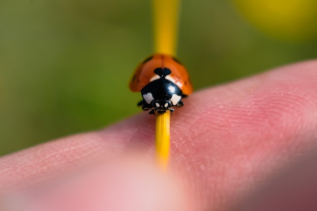 Ladybug w ogrodzie mały okrągły chrząszcz czerwony z czarnymi plamami coccinella coccinellidae