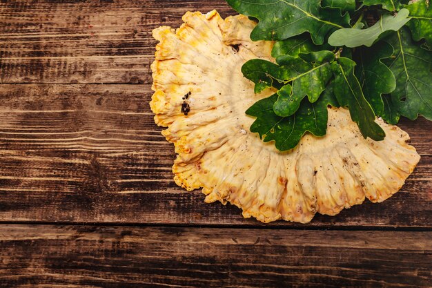 Laetiporus sulphureus, grzyb leśny