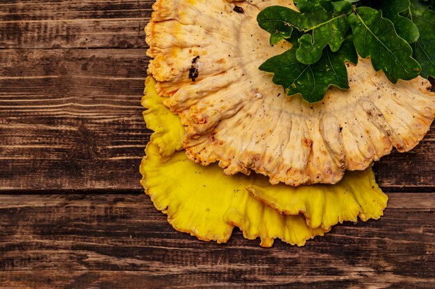 Laetiporus sulphureus, grzyb leśny