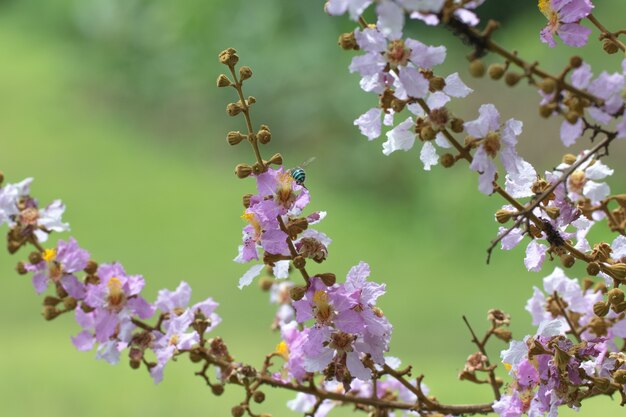 Lagerstreomia floribunda Jack kwiat na zielonym naturalnym tle