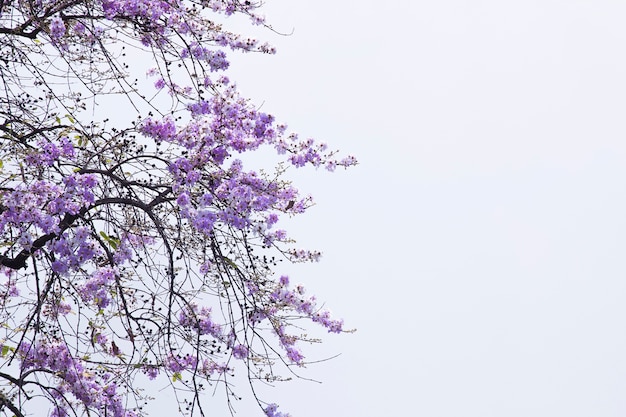 Lagerstroemia floribunda, purpurowy kwiat, Tajlandzki kwiat, drzewo.