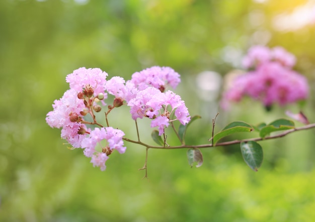 Lagerstroemia speciosa lub kwiat Bang lang subkontynentu indyjskiego.