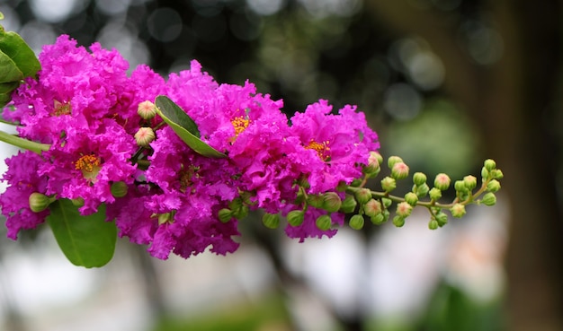 Lagerstroemia speciosa lub kwiat jarul z subkontynentu indyjskiego