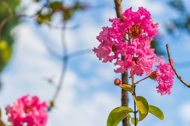 Lagerstromia lub indyjski liliowy w rozkwicie. Jasny słoneczny dzień. Świetne tło dla strony.