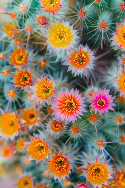 Zdjęcie Łagodne dotknięcie źródeł na pustyni zbliżenie maleńkich kwiatów kwitnących na kolczastym kaktusie