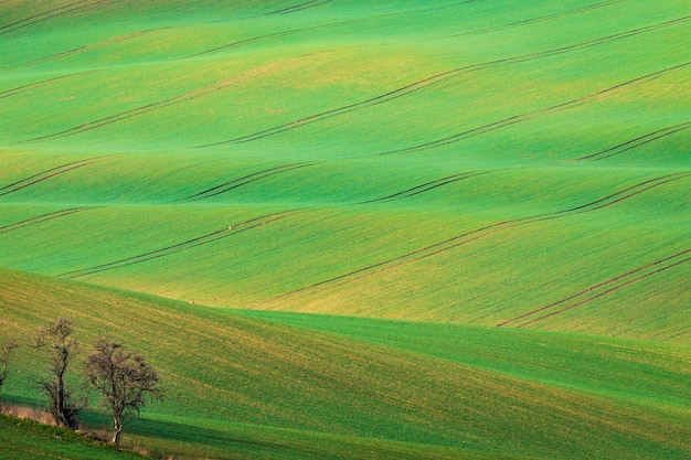 Łagodne wzgórza wczesną wiosną w słoneczny dzień.