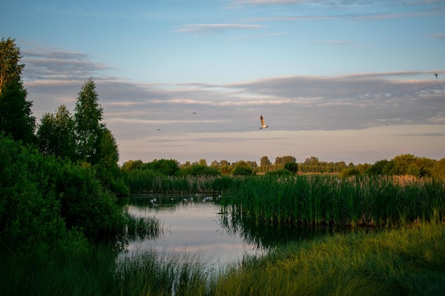 Łagodny wschód słońca nad jeziorem latem