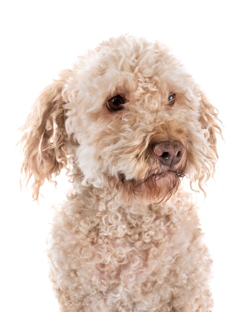 lagotto romagnolo