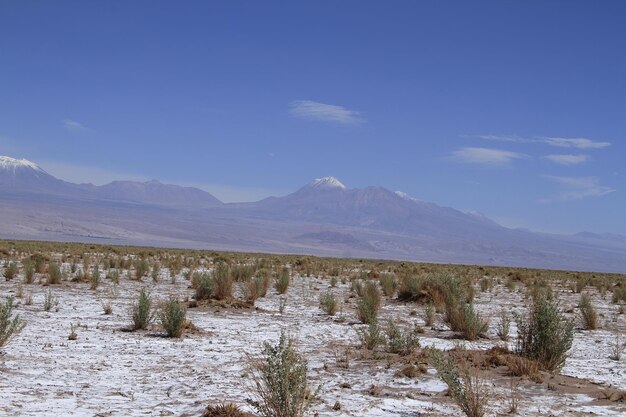 Laguna Cejar Atacama Chile