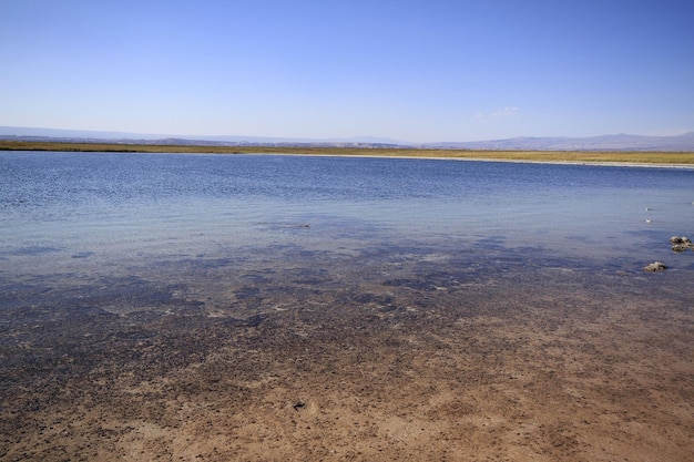 Laguna Cejar Atacama Chile