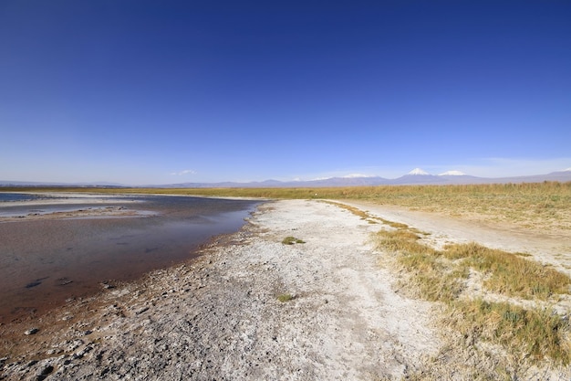 Laguna Cejar Atacama Chile