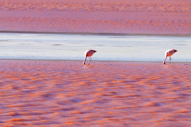 Zdjęcie laguna colorada flamingi boliwia