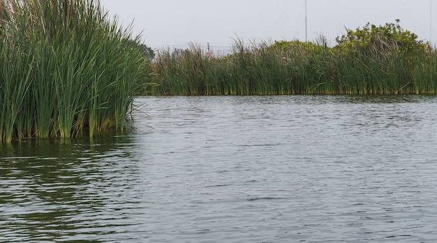 Laguna Genesis w Pantanos de Villa, duża laguna otoczona roślinami totora w Chorrillos Lima Peru