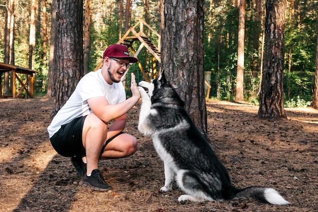 Łajka daje łapę na komendę Trening zwierzaka na specjalnej platformie Husky