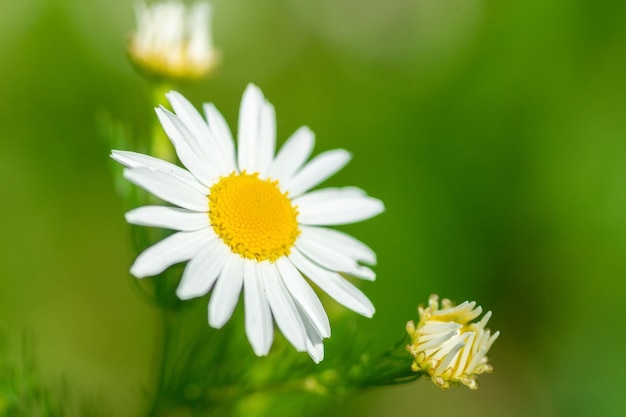Łąka białych kwiatów rumianku w porannym słońcu z bliska Ziołolecznictwox9