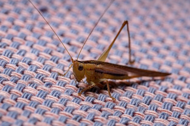 Łąka Długoroga Katydid Z Gatunku Conocephalus Saltator