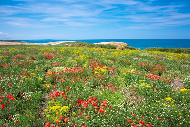 Łąka dzikich kwiatów nad morzem w letnim naturalnym krajobrazie