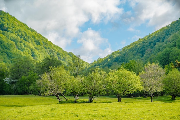 Łąka pokryta trawą i drzewami między górami i niebieskim niebem z chmurami dobra pogoda