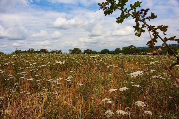 Łąka porośnięta w sezonie letnim rodziną Umbelliferae