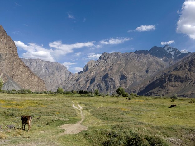 Łąka u podnóża Pamir