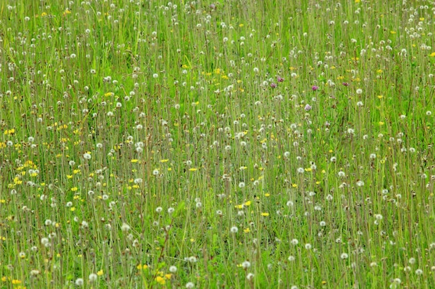 łąka z piękną zieloną trawą latem