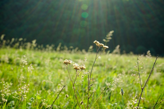Łąka z polne kwiaty zbliżenie słoneczny letni dzień.