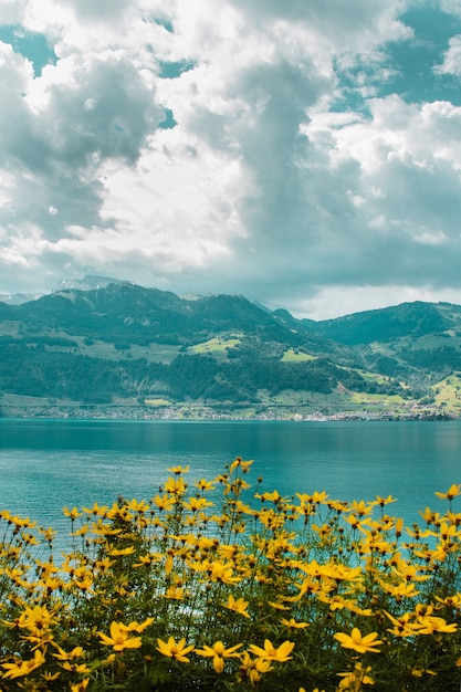 Łąka z żółtymi kwiatami na tle Jeziora Czterech Kantonów i szwajcarskich gór z polami