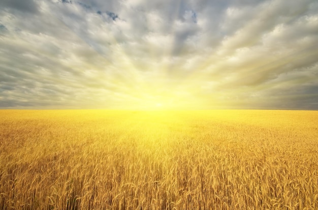 Łąka złotej pszenicy i duże słońce