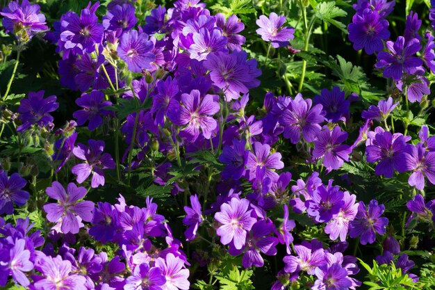 Łąka żurawi dziób Johnsons Blue Geranium kwiat