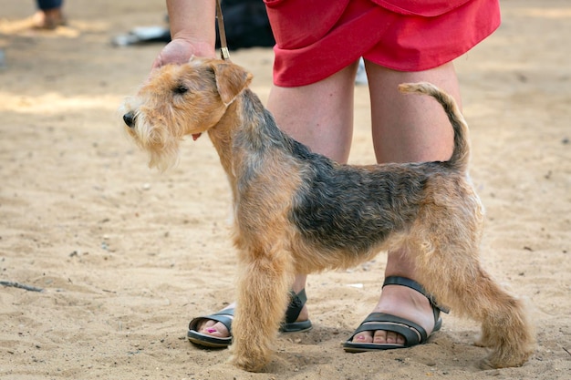 Lakeland Terrier na wystawie. Pozowanie przed ławą przysięgłych...