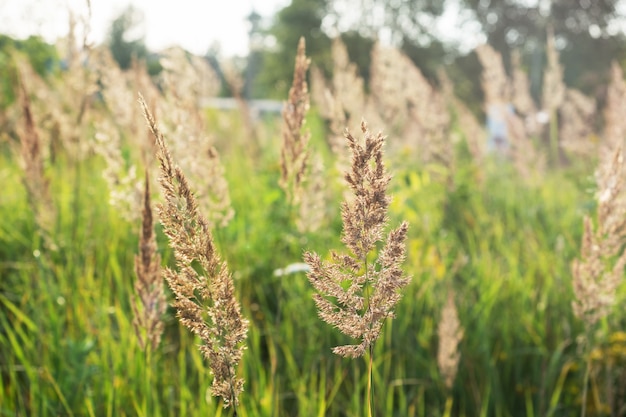 Łąki Puchate Spikelets Rosną Latem