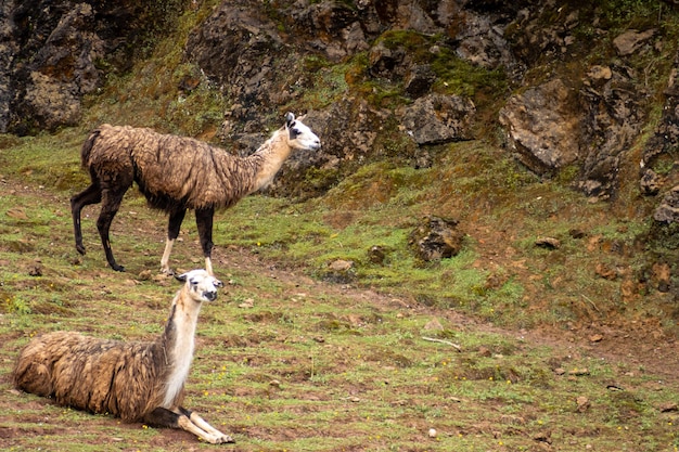 Lama glama Llama w Parku Naturalnym Cabarceno