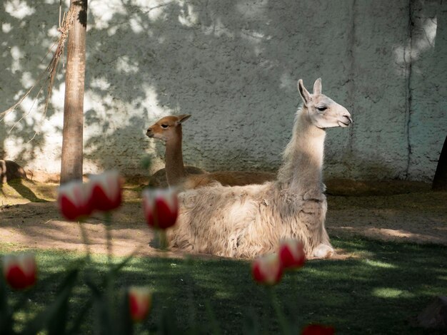 Lama leżąca na ziemi