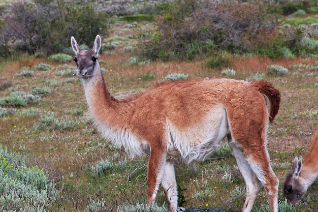 Lama pasąca się w Patagonii Parku Narodowego Torres del Paine