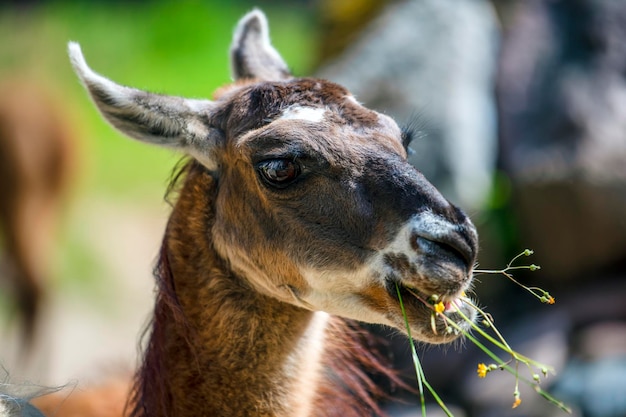 Lama patrzy w kamerę i zjada trawę Zbliżenie portret lamy żującej trawę