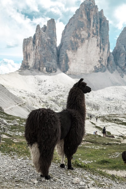 Zdjęcie lama przed tre cime di lavaredo w wysokiej górze włoskich alp