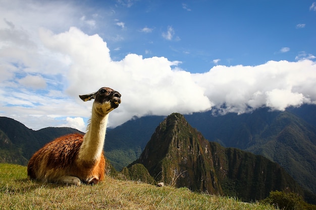 Lama w Machupicchu, Cusco, Peru. Cel podróży, koncepcja trekkingu