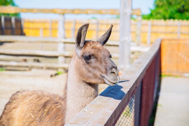 Lama w zoo z bliska słoneczny dzień