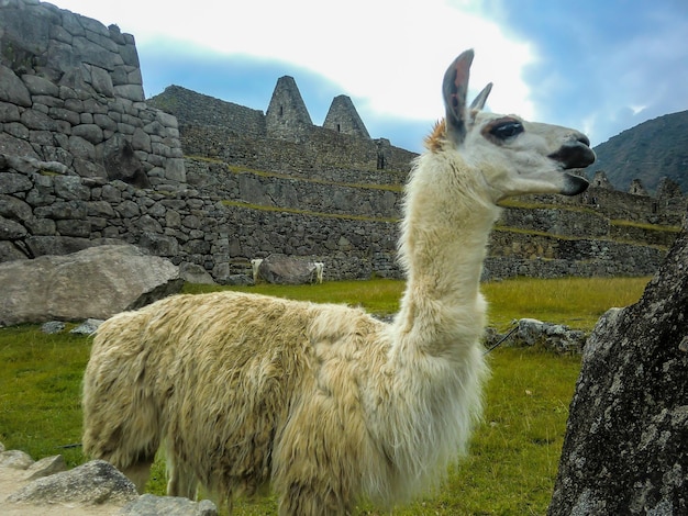 Lama wielbłądowata w ruinach Machu Picchu Cusco Cuzco Peru