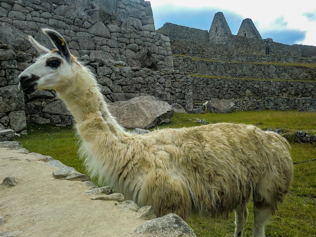 Lama wielbłądowata w ruinach Machu Picchu Cusco Cuzco Peru