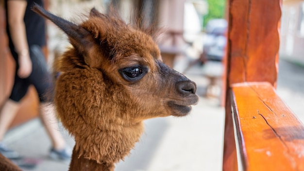 Lama z brązowo-pomarańczowym futrem w zoo