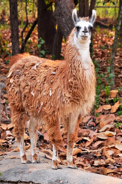 Lama