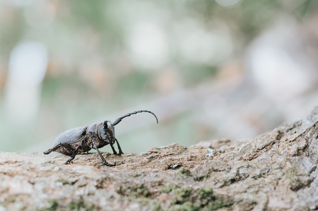 Lamia Textor - Owad Chrząszcz Tkacki Na Korze Drzewa