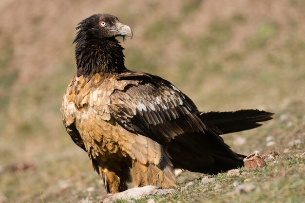 Lammergeier Gypaetus barbatus Lerida Hiszpania