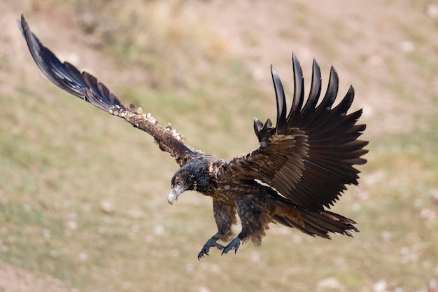 Lammergeier Gypaetus barbatus Lerida Hiszpania