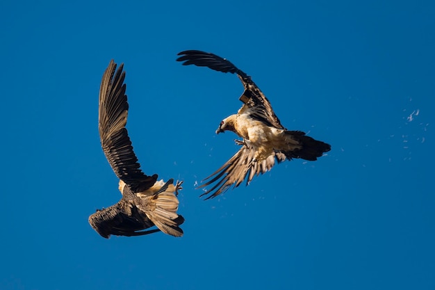 Lammergeier Gypaetus Barbatus Lerida Hiszpania