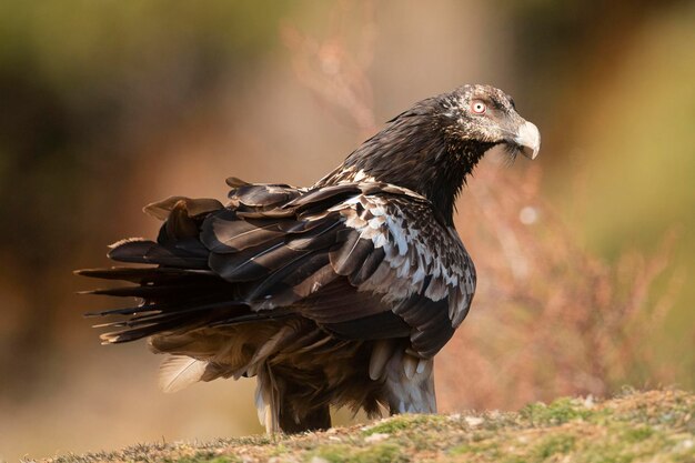 Lammergeier Gypaetus barbatus Lerida Hiszpania