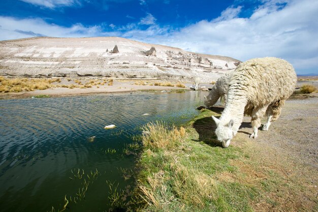 Lamowie W Andach, Góry, Peru